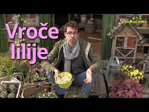 Video: Rastline spremljevalke hellebore: nasveti za sajenje spremljevalcev s hellebores