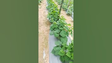 #how to make scaffolds for cucumber cultivation#viral shorts#nanaji farm