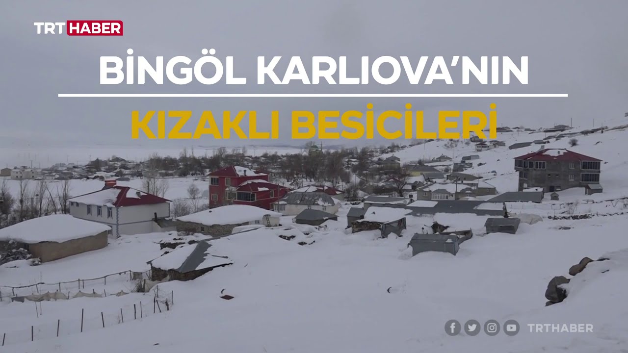 Bingöl'de besicilerin zorlu kış mesaisi