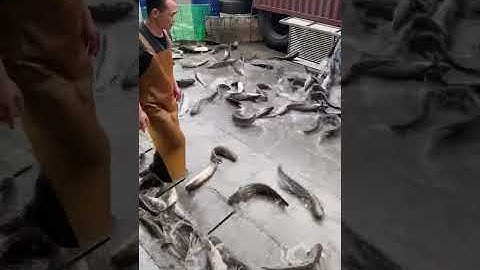 Cẩn Cảnh Hàng Vạn con cá nheo bơi ngoài đường 🙄 #Short