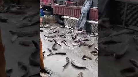 Cẩn Cảnh Hàng Vạn con cá nheo bơi ngoài đường 🙄 #Short