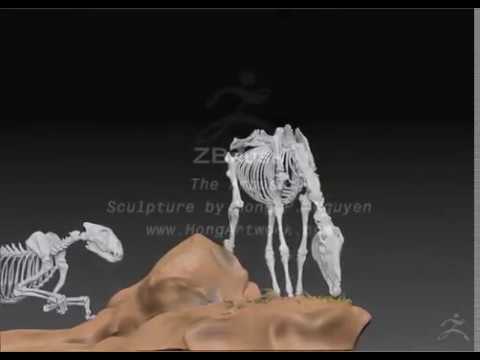 Zebra Anatomy - YouTube