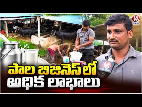 Young Man from Mulkanoor Earns Good Profits Through Dairy Business  | V6 News - V6NEWSTELUGU