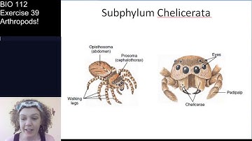 Lab Exercise 39 (Part 1 of 2): Arthropods!