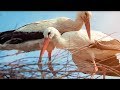 This Love Sick Stork Travels Thousands Of Miles Every Year Just To Be With His Injured Soulmate