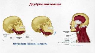 Основы гнатологии  Анатомия и физиология ВНЧС