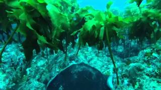 2014 Dive at the Poor Knights Islands. NZ