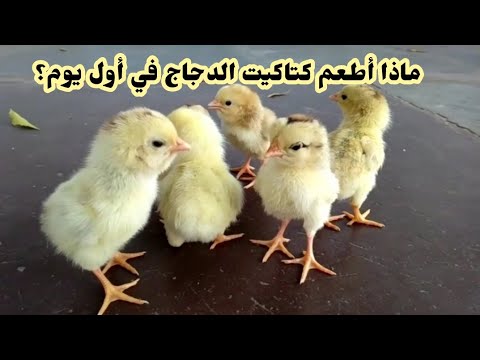 فيديو: أصل الديك الرومي. تركيا (طائر): الصورة