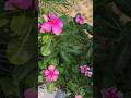 Summertime garden & cat moments 🐈 · 12 May #dailyshorts #summer #plantlover #cat #afternoon #shorts