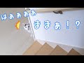 寂しくて大声でママを呼ぶお喋り猫チロさん