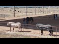 Local program helps veterans and first responders find purpose with horses