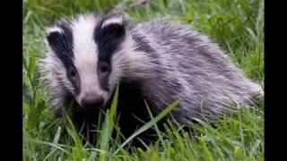 badger tribute (there soo cute xD)
