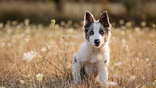 The Potential of Australian Shepherds as Guard Dogs