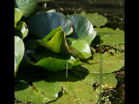 Newly Emergent Damselfly - Inflating body and wings