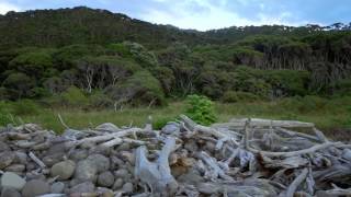 Little Barrier Island  New Zealand's Ark