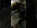【いなか猫、過去動画の切り抜き（151）】 #いなか猫 #cat #shorts