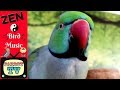 Zen music for birds  keep your parrot calm  parrot tv