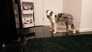 Dog Tricks - Mr Biscuit Closing the Refrigerator Door by Mr Biscuit The Border Collie 136 views 6 years ago 21 seconds
