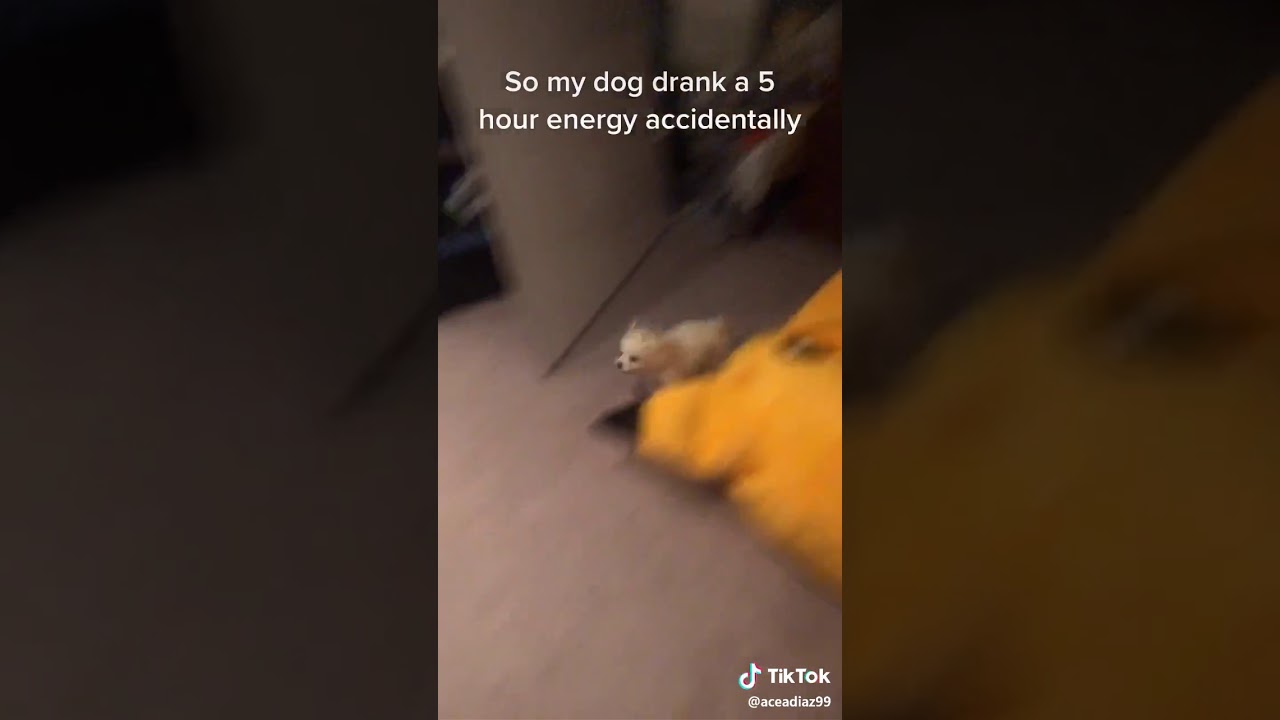 My dog drank an 5 hour energy drink accidently YouTube