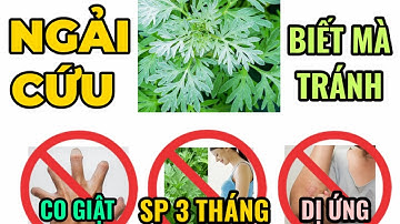 Những điều cấm kỵ khi ăn rau NGẢI CỨU bạn nên biết