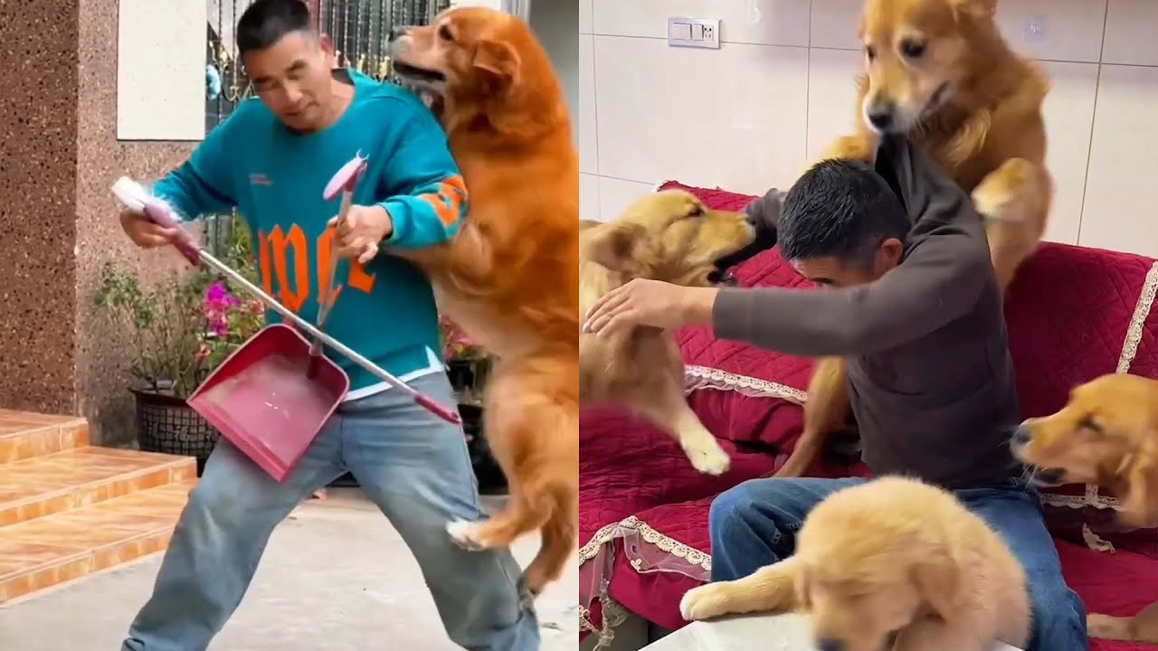 Забавная жизнь собак и их дедушки~❤️#聪明旺豆豆