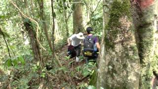 Russian Tree, Khao Yai National Park