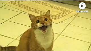 Shortest Video On Youtube Effects