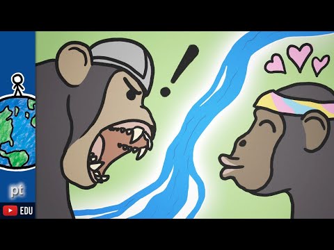 Vídeo: Diferença Entre Chimpanzés E Bonobos