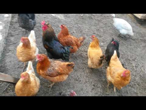 Videó: Miért Csípik A Csirkék A Tojásokat