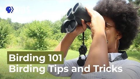 Tips and Tricks for Birding Beginners | Birding 101 with Sheridan Alford
