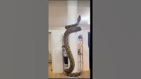 Huge snake in house 😱 #snake #python #dangerous #killer #shorts
