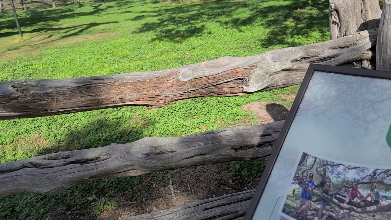 The Big Tree in Texas