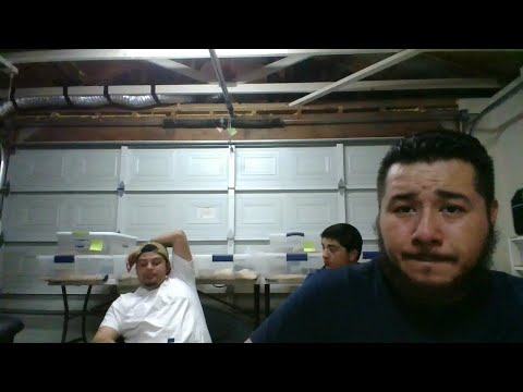 ball python breeders in ohio #2