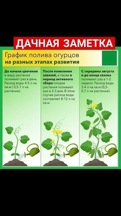 График полива огурцов. Дачные советы огородникам #советы # ...