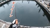 みんなで楽しく海上釣堀 釣堀紀州にiイケス攻略編 Youtube みんなで楽しく海上釣堀 釣堀紀州にiイケス攻略編 Youtube