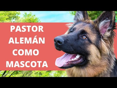 Video: Trabajando pastores alemanes como mascotas y compañeros