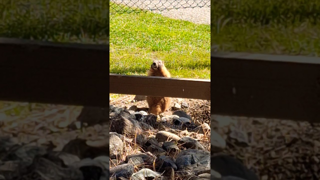 🦫Мармот в Канаде. 