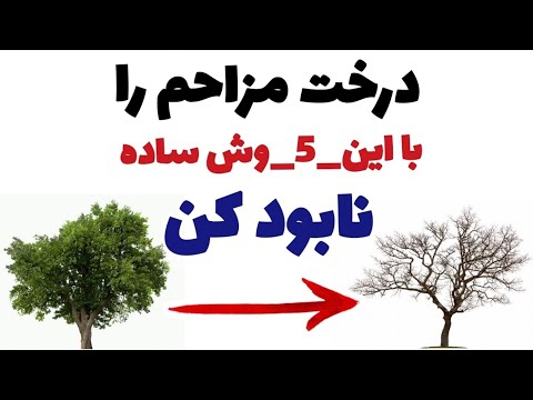 درختان مزاحم را چگونه از بین ببرید درخت نابجا را در جایش با این روش ساده نابود کن