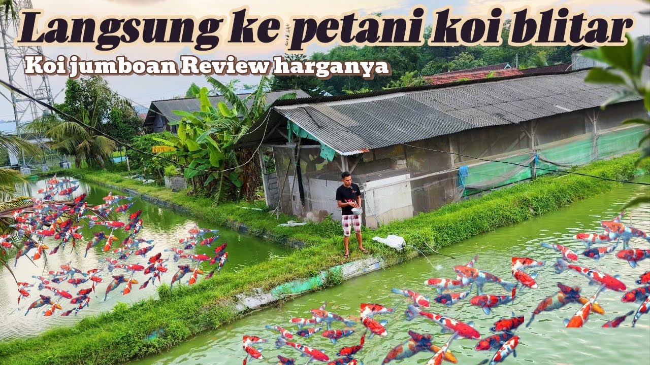 Review harga koi jumboan di petani koi blitar langsung