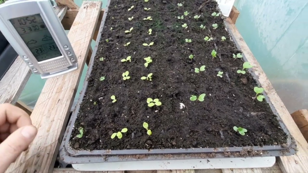 Márciusi kerti munkák - borsó, póré, hagyma, spenót, retek vetése