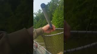 Shellcracker fishing in muddy water.