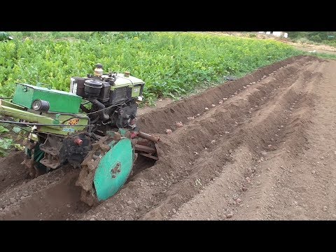 Летняя посадка картофеля 2019