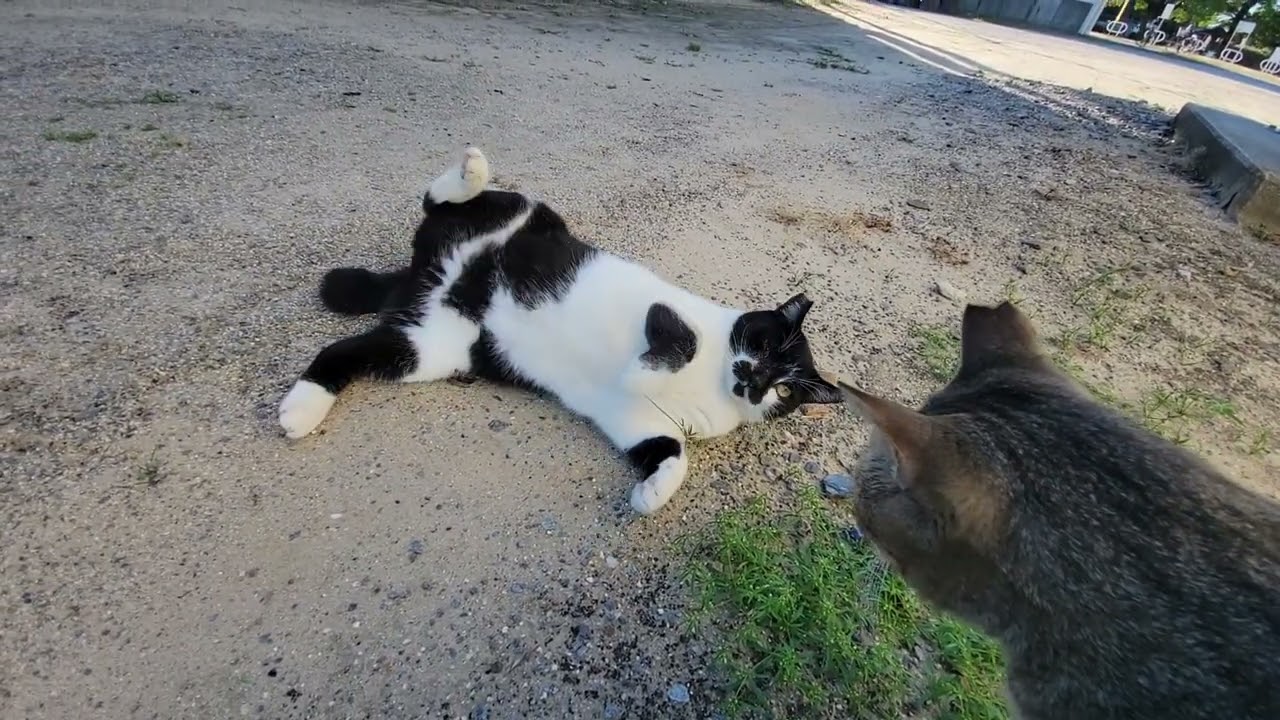 2025 10 13 さくら猫・地域猫① ロロちゃん、みゅうちゃん