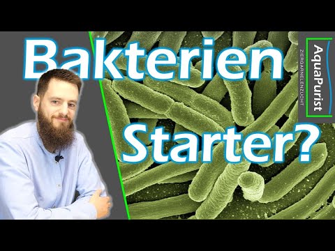 Starter Bakterien: Was bringen sie? Wann sollte ich was einsetzten?