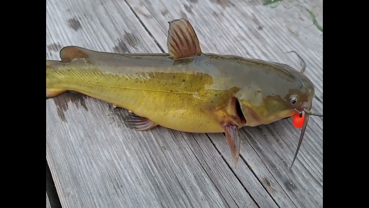 Pescuit pe Dunăre la COMPLEXUL TURISTIC EMILIO Svinita