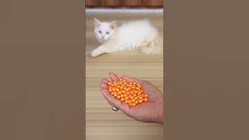 Funny Cat Barsik Beads ♥️😻 Reverse video / Cat sound | Cat videos #cat #funny #youtubeshorts