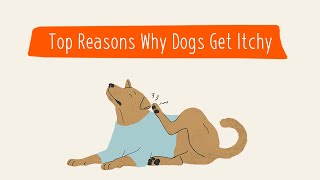 Top Reasons Why Dogs Get Itchy | Pet Parenting 101 by Zoetis Petcare 3,659 views 3 years ago 43 seconds