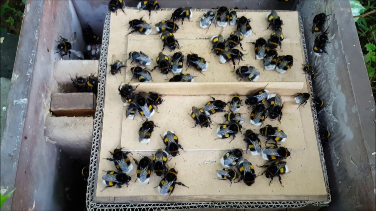 Bombus terrestris in nestbox 14