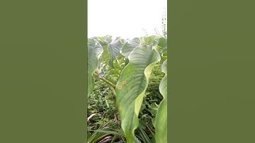 Cây Khoai Nưa dại bạn biết chưa#covenduongvlogs #câythuốcquý #caythuoc #câythuốcnamquí