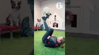 Talented 'stunt pug' shows off series of impressive tricks